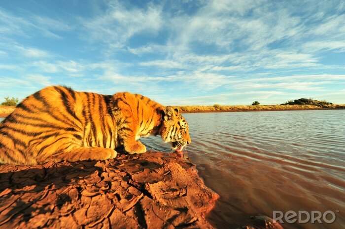 Poster Een tijger die uit de rivier drinkt