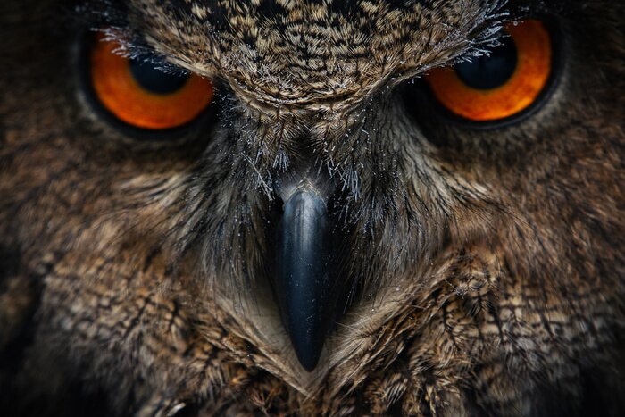 Poster Een uil met dreigende ogen