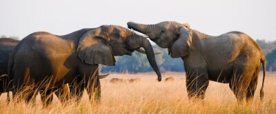 Poster Een uitstekende illustratie.