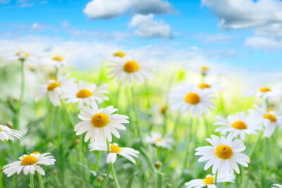 Een veld met madeliefjes en natuur