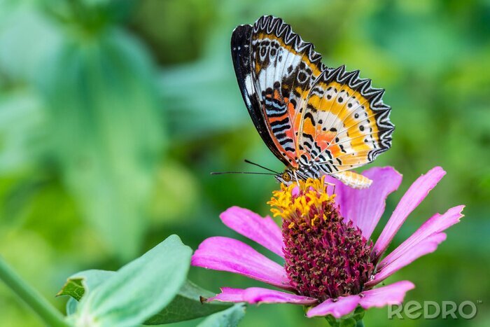 Poster Een vlinder op een bloem van Zinnia