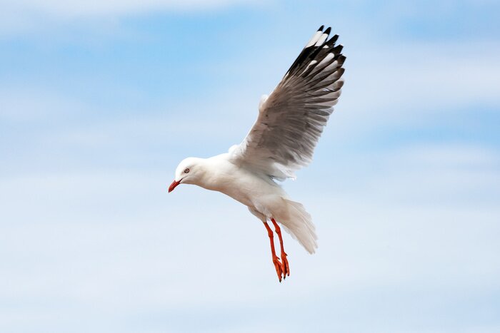 Poster Een vogel in de lucht