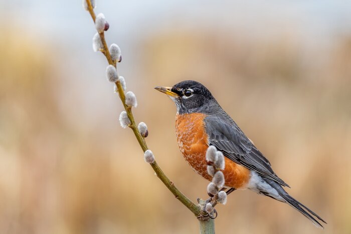 Poster Een vogel op een takje katjes