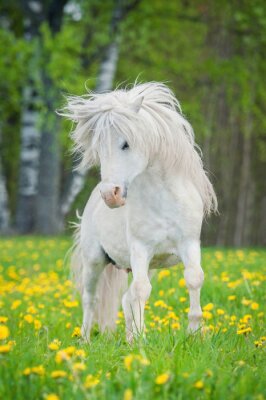 Poster Een witte pony in een bloeiende open plek.
