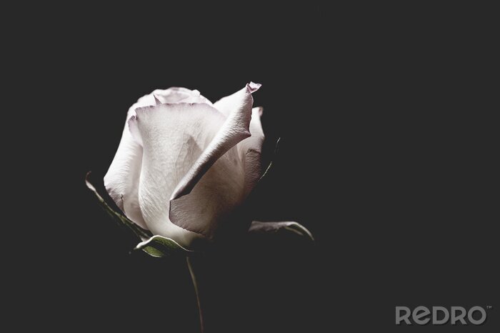 Poster Een witte roos die de diepte van zwart blootlegt