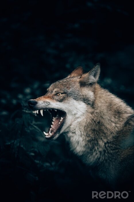 Poster Een wolf die zijn tanden ontbloot