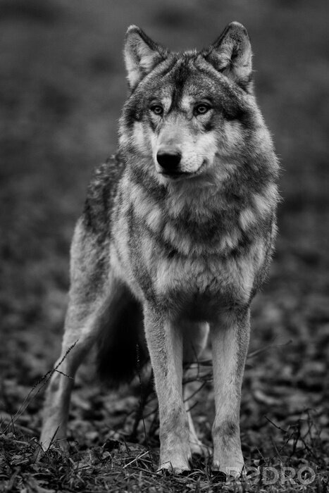Poster Een wolf in het grijs