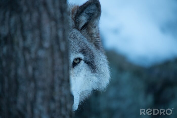 Poster Een wolf verstopt achter een boom