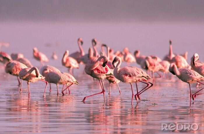 Poster Een zwerm flamingo's bij zonsondergang