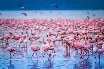 Poster Een zwerm flamingo's in Afrika