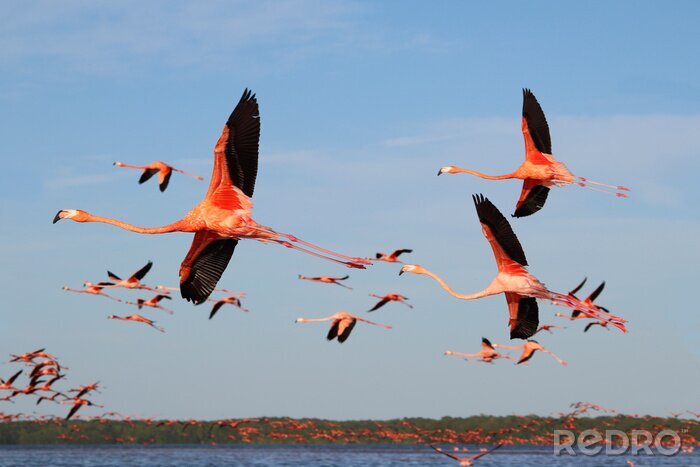 Poster Een zwerm vliegende flamingo's