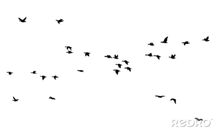 Poster Een zwerm vogels in vlucht