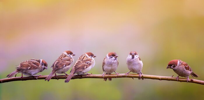 Poster Een zwerm vogels op een tak