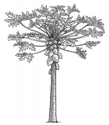 Poster Eenvoudige zwart-witte illustratie van een papajaboom