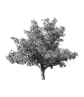 Poster Eenzame boom in zwart-wit