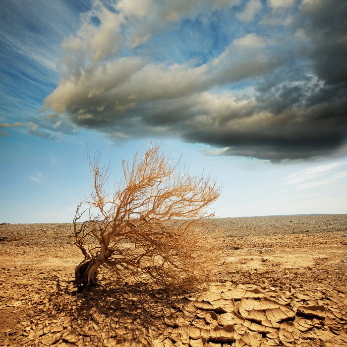 Poster Eenzame natuur in de woestijn