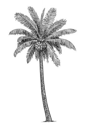 Poster Eenzame palmboom schets in zwart-wit