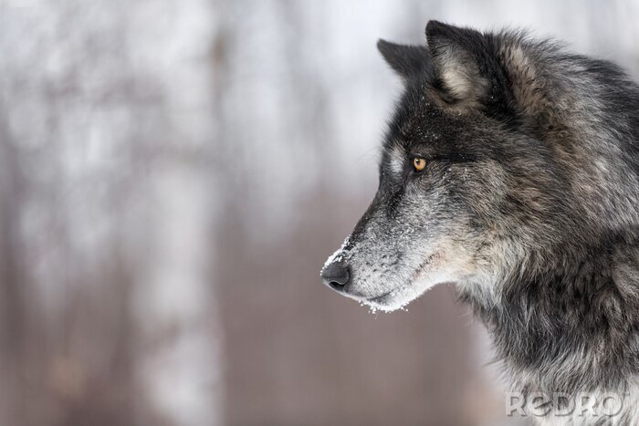 Poster Eenzame wolf in de winter