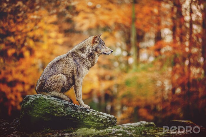 Poster Eenzame wolf op de rots