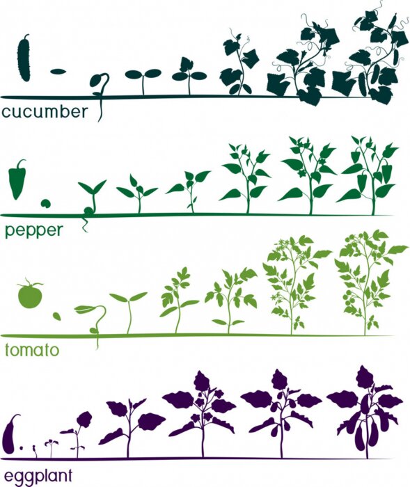 Poster Eetbare afbeeldingen van het plantenleven in kleur