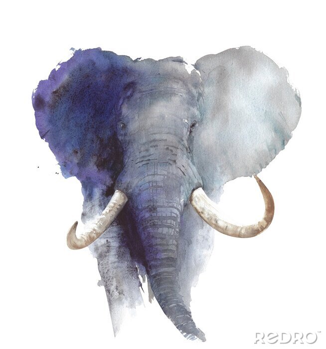 Poster Elephant head portrait African wildlife endangered specie safari animal watercolor painting illustration isolated on white background