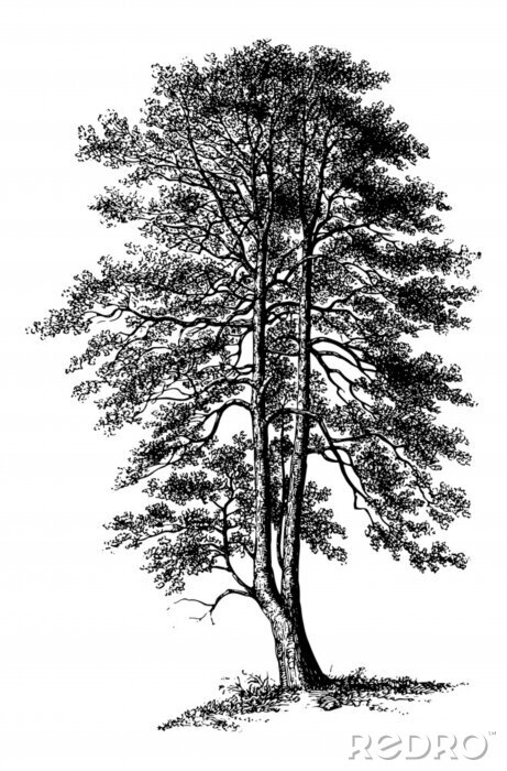 Poster Enkele boom op een zwart-witte schets