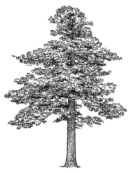 Poster Enkele den in zwart-witte schets