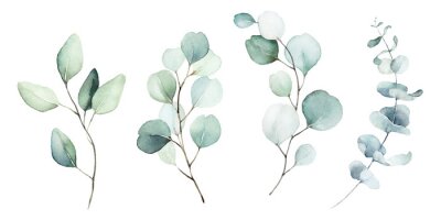 Eucalyptus planten geschilderd in aquarel