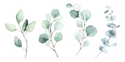 Fotobehang Eucalyptus planten geschilderd in aquarel