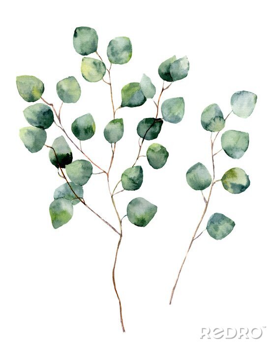 Poster Eucalyptus takken op een witte achtergrond