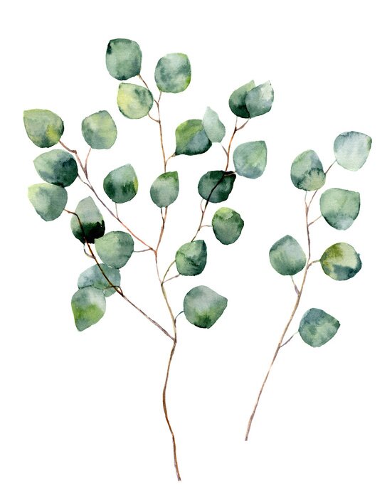Poster Eucalyptus takken op een witte achtergrond