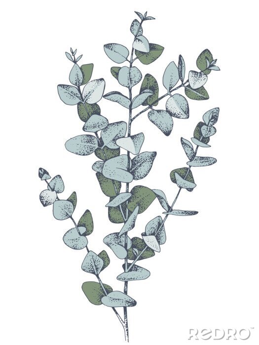 Poster Eucalyptusbladeren schetsen in het groen