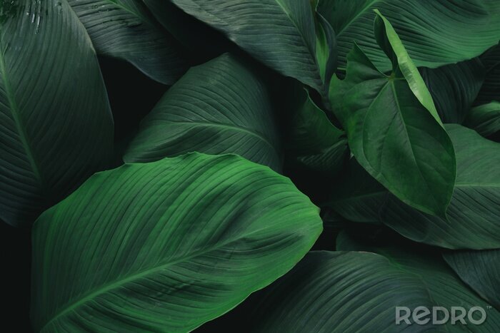 Poster Exotische groene bladeren