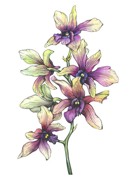 Poster Exotische orchidee met paarse centra