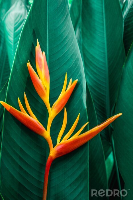 Poster Exotische plant met grote groene bladeren