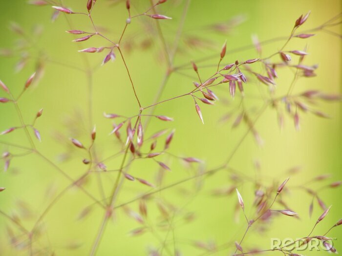 Poster Fijn gras in close-up