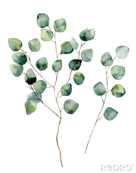 Poster Fijne eucalyptusbladeren aan twijgen