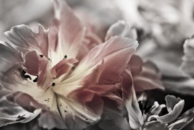 Fijne kunst van het close-up Tulpen, wazig en scherpe
