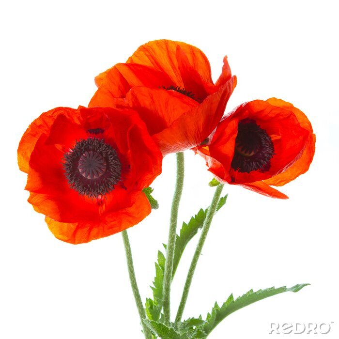 Poster Fijne rode klaprozen