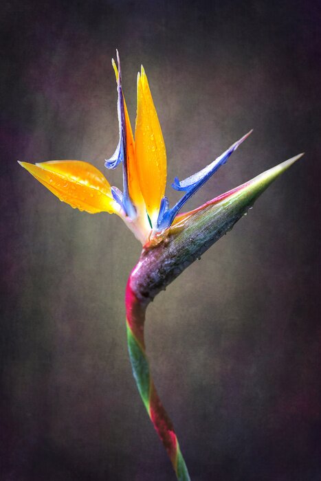 Poster fine art Strelitzia flower