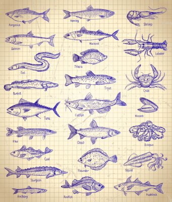 Poster Fish and seafood graphic illustration set