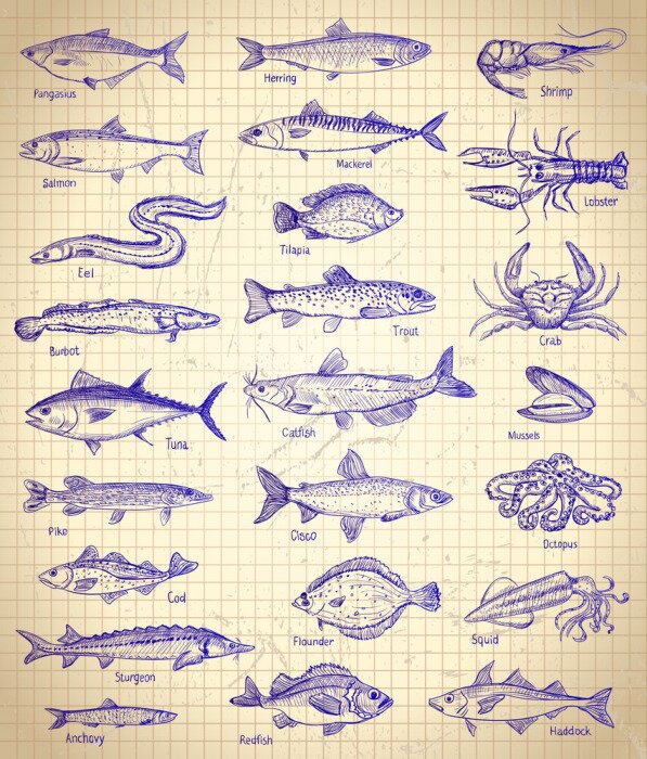 Poster Fish and seafood graphic illustration set