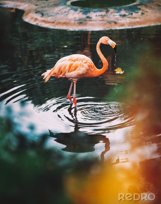Poster Flamingo in het water