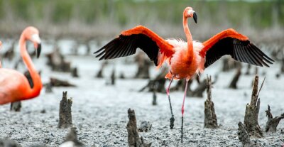 Poster Flamingo met zwarte vleugels