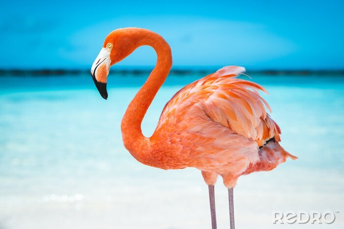Poster Flamingo op een achtergrond van blauw water