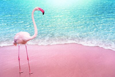Fotobehang Flamingo op een roze strand