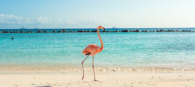 Flamingo op het strand in Aruba