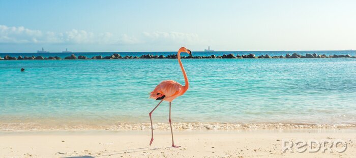 Poster Flamingo op het strand in Aruba