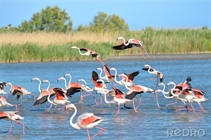 Poster Flamingo's die uit het water rennen