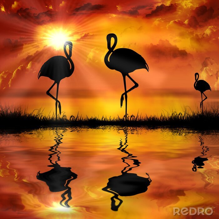 Poster Flamingo's in de zon